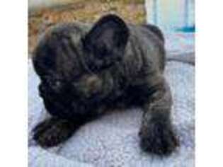 French Bulldog Puppy for sale in North Myrtle Beach, SC, USA