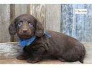 Mutt Puppy for sale in Saint Louis, MO, USA