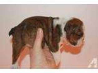 Bulldog Puppy for sale in PORTALES, NM, USA