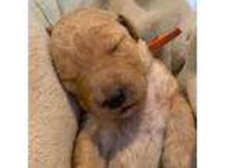 Goldendoodle Puppy for sale in Manchester, CT, USA