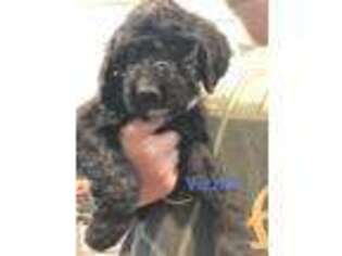 Saint Berdoodle Puppy for sale in Snohomish, WA, USA