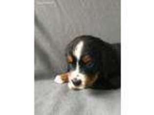 Bernese Mountain Dog Puppy for sale in Meadville, PA, USA