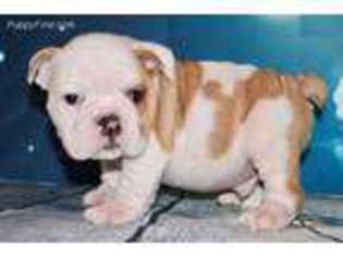 Bulldog Puppy for sale in Wilmington, DE, USA