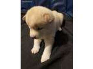 Shiba Inu Puppy for sale in Newington, CT, USA