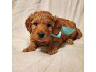 Goldendoodle Puppy for sale in Sachse, TX, USA