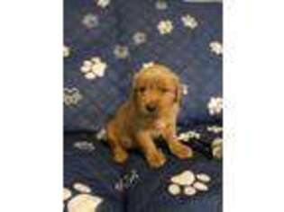 Golden Retriever Puppy for sale in Coshocton, OH, USA