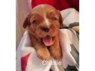 Mutt Puppy for sale in Graniteville, SC, USA