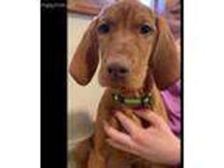 Vizsla Puppy for sale in Goldendale, WA, USA