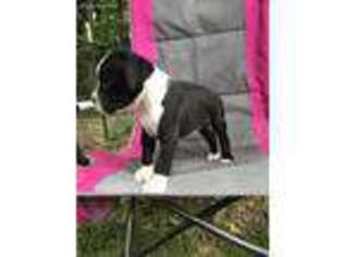 Boxer Puppy for sale in Washington, IN, USA