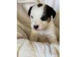 Jack Russell Terrier Puppy for sale in Newark, OH, USA