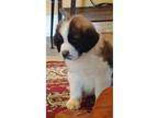 Saint Bernard Puppy for sale in Virgilina, VA, USA