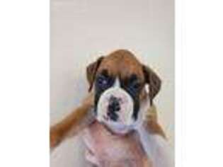 Boxer Puppy for sale in Knoxville, MD, USA