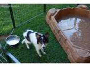 Shetland Sheepdog Puppy for sale in Paradise, CA, USA