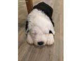 Old English Sheepdog Puppy for sale in Baton Rouge, LA, USA