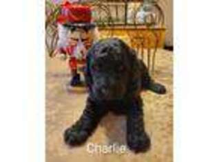 Goldendoodle Puppy for sale in Spring Hill, FL, USA