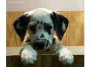 Dalmatian Puppy for sale in Rebersburg, PA, USA
