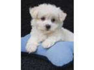 Mal-Shi Puppy for sale in Portsmouth, VA, USA