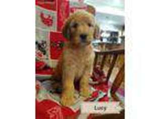 Goldendoodle Puppy for sale in Granger, WA, USA