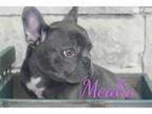 French Bulldog Puppy for sale in Hinesville, GA, USA