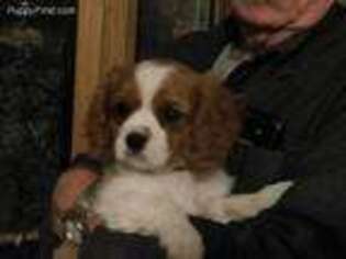 Cavalier King Charles Spaniel Puppy for sale in Waterloo, IA, USA