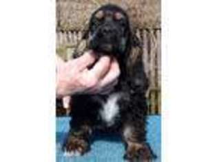 Cocker Spaniel Puppy for sale in Milwaukee, WI, USA