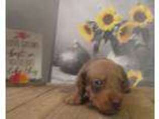 Dachshund Puppy for sale in Arcadia, FL, USA