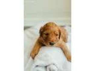 Goldendoodle Puppy for sale in Peachtree City, GA, USA