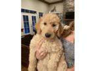 Goldendoodle Puppy for sale in Effingham, SC, USA