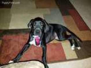Great Dane Puppy for sale in Sims, NC, USA