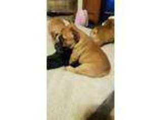 French Bulldog Puppy for sale in Alapaha, GA, USA