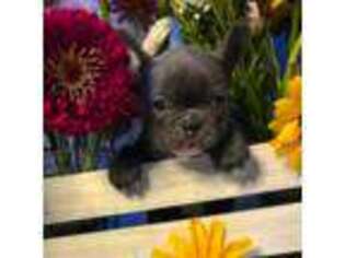 French Bulldog Puppy for sale in Fruitland, MD, USA