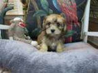 Cavachon Puppy for sale in Winston Salem, NC, USA