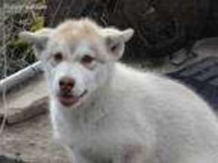 Alaskan Malamute Puppy for sale in East Hardwick, VT, USA