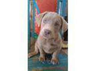 Labrador Retriever Puppy for sale in Rio Rancho, NM, USA