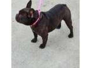 French Bulldog Puppy for sale in Coon Rapids, IA, USA