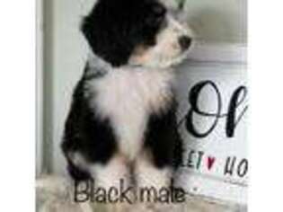 Mutt Puppy for sale in Geneva, OH, USA