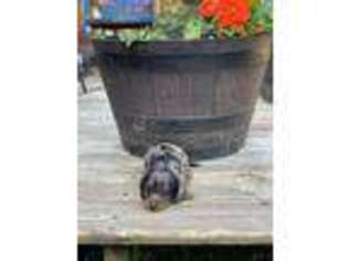 Dachshund Puppy for sale in Climax Springs, MO, USA