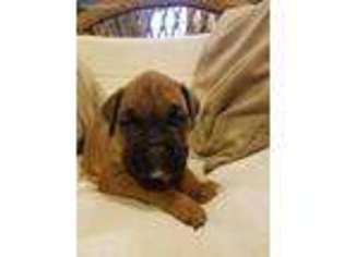 Boxer Puppy for sale in Lewisburg, PA, USA