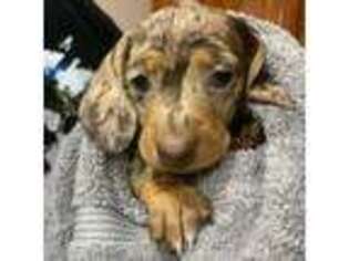 Dachshund Puppy for sale in Canal Winchester, OH, USA
