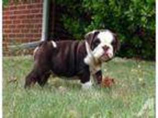 Bulldog Puppy for sale in WESTMINSTER, MD, USA