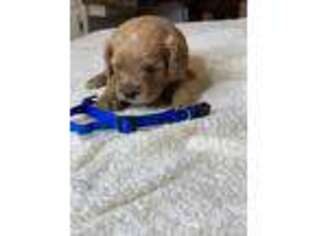Cavapoo Puppy for sale in Russell Springs, KY, USA
