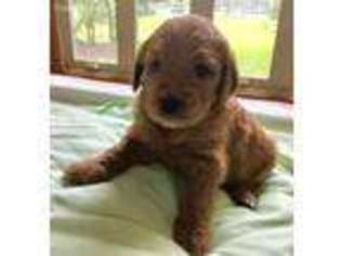 Goldendoodle Puppy for sale in Hilliard, OH, USA