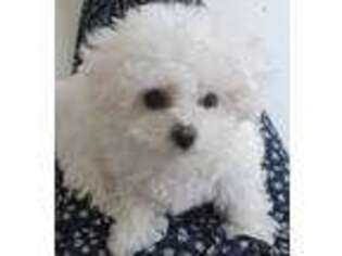 Bichon Frise Puppy for sale in Deadwood, SD, USA