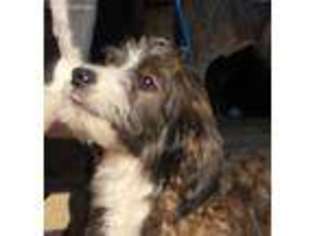 Mutt Puppy for sale in Carlisle, PA, USA