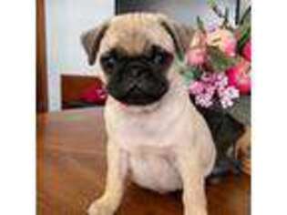Pug Puppy for sale in Houston, MO, USA