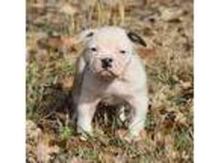 American Bulldog Puppy for sale in Norman, OK, USA