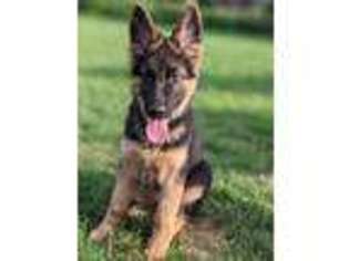 German Shepherd Dog Puppy for sale in Prospect Heights, IL, USA