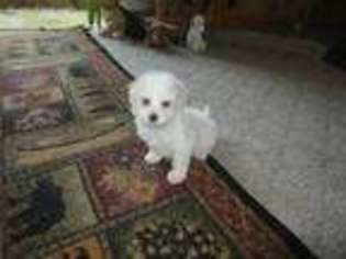 Mutt Puppy for sale in Lexington, MI, USA