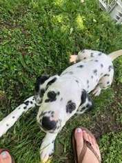 Dalmatian Puppy for sale in Jacksonville, NC, USA
