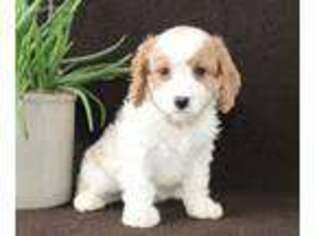 Cavapoo Puppy for sale in Fort Plain, NY, USA